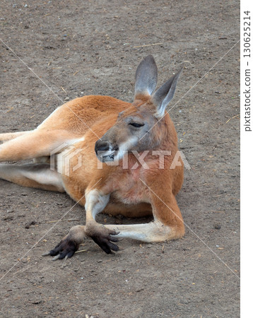 A kangaroo lies calmly on the ground in a zoo habitat. Resting wildlife, natural posture, and the strength and uniqueness of marsupial animals. 130625214