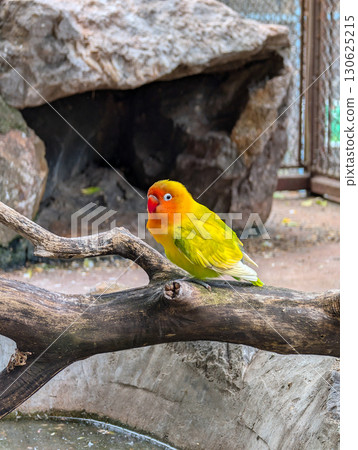 A colorful parrot perched quietly on a wooden branch in a zoo environment. Vibrant tropical wildlife, exotic fauna, and the beauty of avian diversity in nature. 130625215