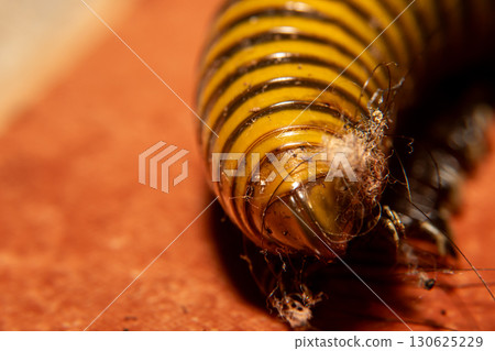 A yellow and black Spirostreptida on orange floor tiles. This is a long, cylindrical millipede A yellow and black Spirostreptida on orange floor tiles. This is a long, cylindrical millipede 130625229