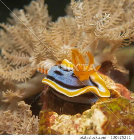 Supermacro photo of Anna's Chromodoris, or Chromodoris annae at a tropical coral reef in Philippines Supermacro photo of Anna's Chromodoris, or Chromodoris annae at a tropical coral reef in Philippines 130625231