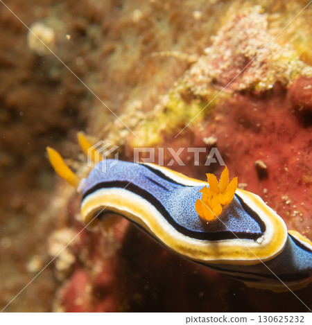 Supermacro photo of Anna's Chromodoris, or Chromodoris annae at a tropical coral reef in Philippines 130625232