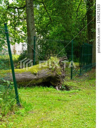 Uprooted mossy tree lying on damaged metal fence in green forest park after natural fall 130625283