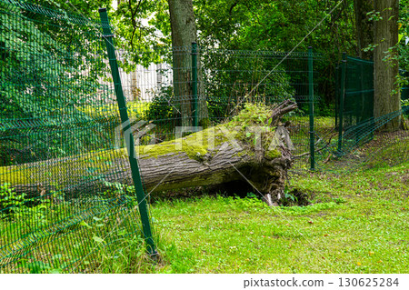 Moss-covered fallen tree lying on metal fence in forest park, nature damage and destruction 130625284