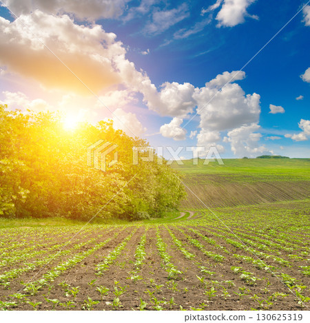 Lush Green Field and a Bright Sunlit Sky Lush Green Field and a Bright Sunlit Sky 130625319