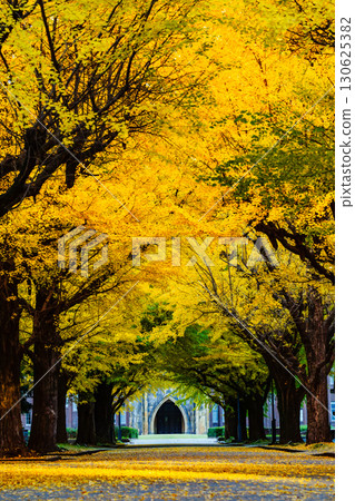 東京大學的銀杏樹｜深秋清晨閃耀的金色隧道 130625382
