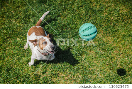 Joyful Jack Russell Terrier prepares to catch a turquoise ball while playing on a sunny green lawn, eyes wide and mouth open in excitement. 130625475