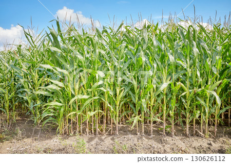 Corn field on a sunny summer day. Corn field on a sunny summer day. 130626112