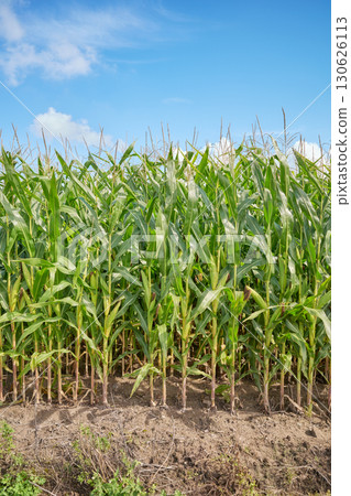 Corn field on a sunny summer day. Corn field on a sunny summer day. 130626113