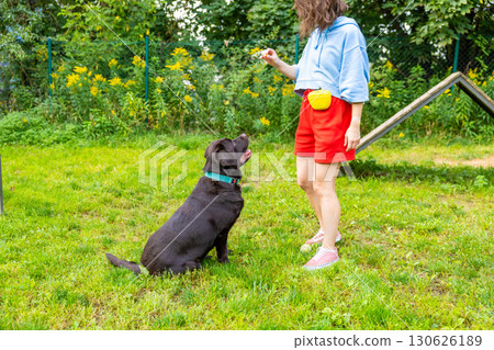 Chocolate Labrador retriever sitting on grass and looking up at woman holding tennis ball during dog training session at outdoor agility park. Obedience training and interaction concept. Chocolate Labrador retriever sitting on grass and looking up at woman holding tennis ball during dog training session at outdoor agility park. Obedience training and interaction concept. 130626189
