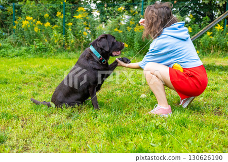 Chocolate Labrador retriever giving paw to woman during obedience training at outdoor dog park. Handshake trick and reward moment. Pet communication and training session concept Chocolate Labrador retriever giving paw to woman during obedience training at outdoor dog park. Handshake trick and reward moment. Pet communication and training session concept 130626190