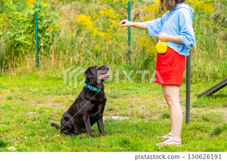 Chocolate Labrador retriever sitting on grass and watching woman holding treat during outdoor training session in dog park. Focused obedience and positive reinforcement concept. Chocolate Labrador retriever sitting on grass and watching woman holding treat during outdoor training session in dog park. Focused obedience and positive reinforcement concept. 130626191