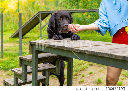 Chocolate Labrador retriever standing on wooden ramp and receiving treat from person during training session in outdoor agility park Dog obedience and reward concept Close-up pet training photography. Chocolate Labrador retriever standing on wooden ramp and receiving treat from person during training session in outdoor agility park Dog obedience and reward concept Close-up pet training photography. 130626195