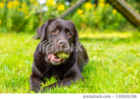Chocolate Labrador retriever lying on grass and holding tennis ball in mouth at dog agility training ground. Resting after fetch activity. Pet play and training concept 130626196
