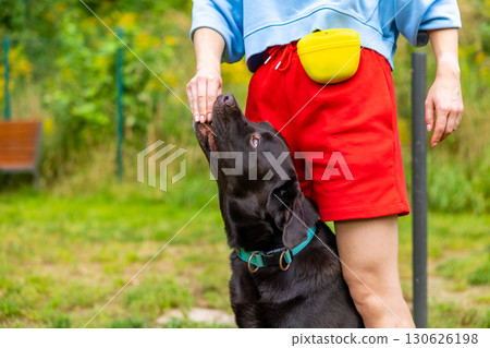 Chocolate Labrador retriever receiving treat from woman during obedience training at outdoor dog park. Close-up of pet and trainer interaction. Dog behavior and communication concept Chocolate Labrador retriever receiving treat from woman during obedience training at outdoor dog park. Close-up of pet and trainer interaction. Dog behavior and communication concept 130626198