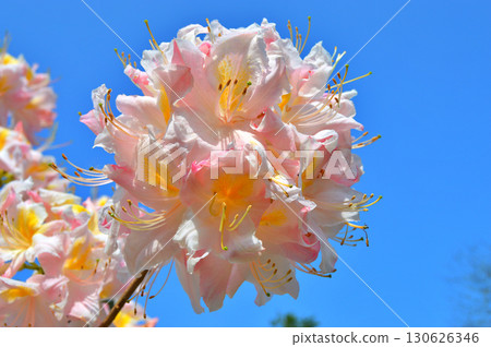 Rhododendron (Azalea) flowers in the city prk 130626346