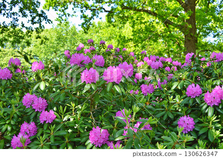 Rhododendron (Azalea) flowers in the city prk 130626347