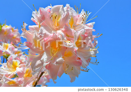 Rhododendron (Azalea) flowers in the city prk 130626348