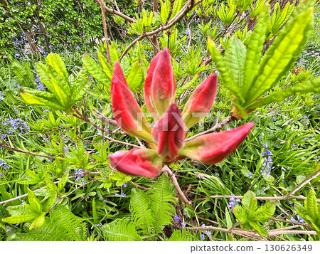 Rhododendron (Azalea) flowers in the city prk 130626349