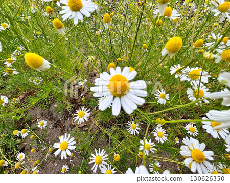 Chamomile flowers in the garden during spring 130626350