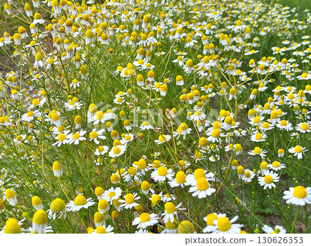 Chamomile flowers in the garden during spring Chamomile flowers in the garden during spring 130626353