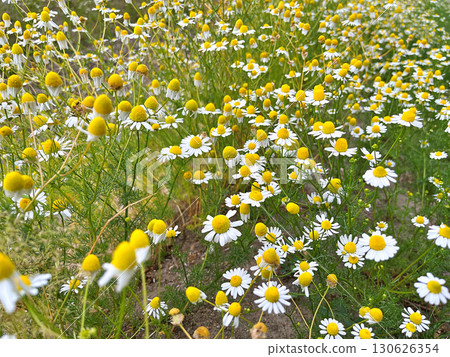 Chamomile flowers in the garden during spring 130626354