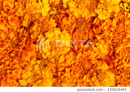 Orange Marigold Flowers as background Orange Marigold Flowers as background 130626465