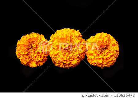 Orange Marigold Flowers on black background Orange Marigold Flowers on black background 130626478