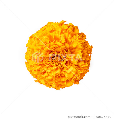 Orange Marigold Flower isolated on white 130626479