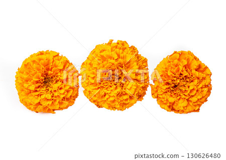Orange Marigold Flowers isolated on white 130626480
