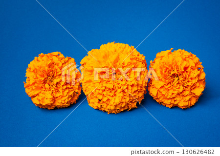 Orange Marigold Flowers on blue background Orange Marigold Flowers on blue background 130626482