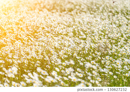 Daisy Chamomile background. Beautiful nature scene with blooming chamomilles in sun flare. Sunny day. Summer flowers. 130627232