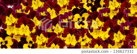 Golden Brown Pansies Pattern, Tricolor Viola Background, Many Viola Flowers Bed Golden Brown Pansies Pattern, Tricolor Viola Background, Many Viola Flowers Bed 130627331