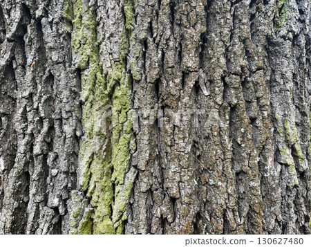 Old bark tree texture. Natural wood surface pattern, old tree skin 130627480