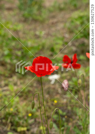 Field poppy red flower close up. Corn poppy or papaver rhoeas on blurred background Field poppy red flower close up. Corn poppy or papaver rhoeas on blurred background 130627529