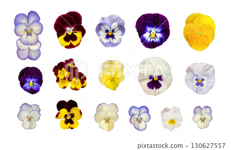 Purple Violet Pansies Isolated, Tricolor Viola Close up, Viola Flowers Set, Heartsease Collection 130627557