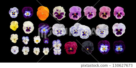 Purple Violet Pansies Isolated, Tricolor Viola Close up, Viola Flowers Set, Heartsease Collection Purple Violet Pansies Isolated, Tricolor Viola Close up, Viola Flowers Set, Heartsease Collection 130627673
