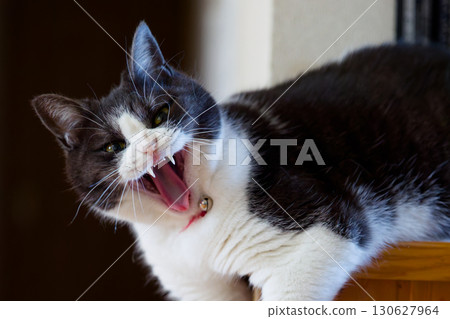 An angry cat 130627964