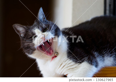 An angry cat 130627965