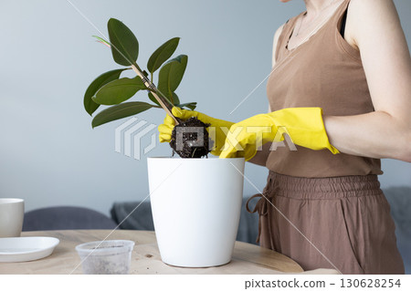 Woman replanting ficus elastica house plant in a bigger flower pot. 130628254