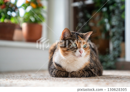 Calm relaxed calico cat with loaf position sitting on jute rug at home, close-up 130628305