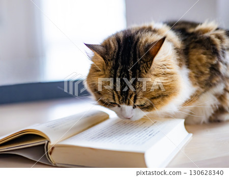 Reading cat_7 Reading cat_7 130628340