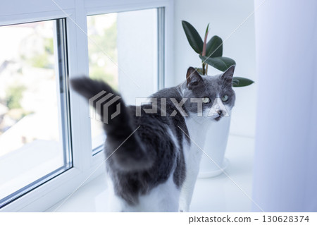Cat walks on a window sill near house plant. Cat walks on a window sill near house plant. 130628374
