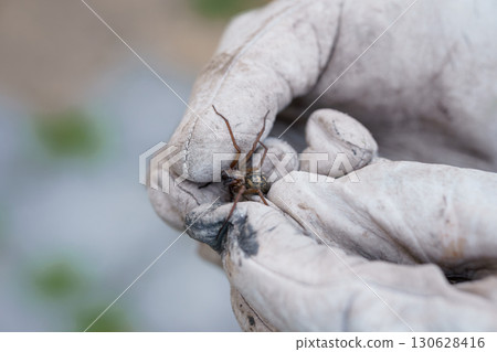 Brown Harvestman Spider Held in Dirty Work Glove, Close-Up, Natural Light, Macro Photography, Insect Detail, Textured Beige Background Brown Harvestman Spider Held in Dirty Work Glove, Close-Up, Natural Light, Macro Photography, Insect Detail, Textured Beige Background 130628416