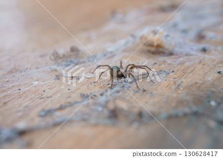 Close-Up of a Brown House Spider on Wood Surface, Macro Shot of Arachnid, Natural Lighting, Detailed Texture, Rustic Environment. 130628417