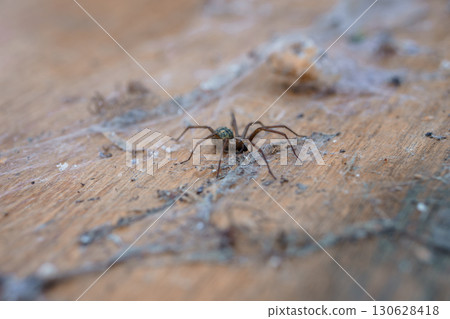 Brown House Spider on Web, Close-up Shot, Natural Wood Texture, Detailed Focus, Creepy Crawly, Insect Photography, Realistic Style 130628418