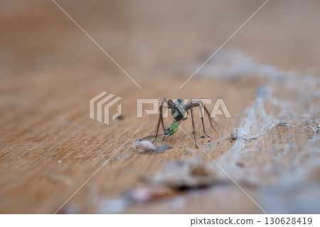 Long-Legged Spider Carrying Green Prey on Wood Floor, Brown Background, Macro Photography, Detailed Texture, Natural Light, Indoor Scene 130628419