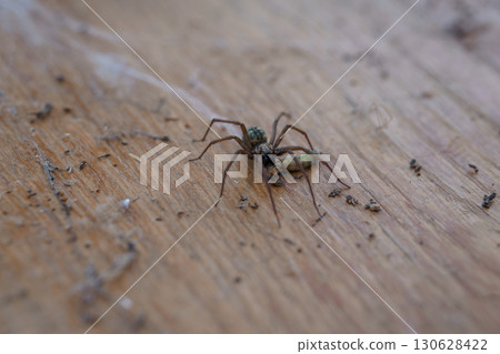 Macro Shot of a Pholcidae Spider Carrying a Fly on a Wood Surface, Brown and Green Tones, Realistic Texture. 130628422