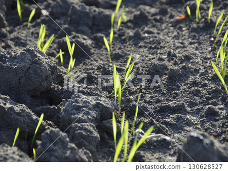 even rows of grain crops on an agricultural field 130628527