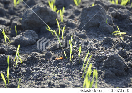 even rows of grain crops on an agricultural field 130628528