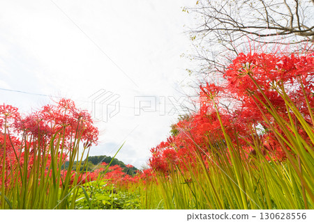 Cluster amaryllis along the river (Usuki City, Oita Prefecture) Cluster amaryllis along the river (Usuki City, Oita Prefecture) 130628556